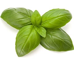 basil oil