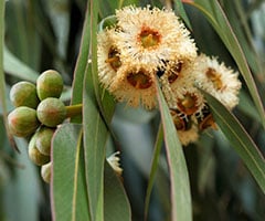 Citriodora Oil