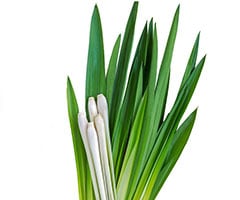 Citronella Oil