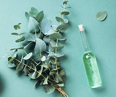 Eucylaptus Oil