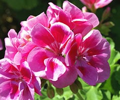 Geranium Oil