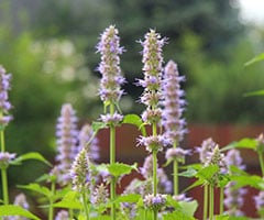Patcholi Oil