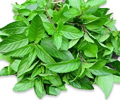 Peppermint Oil