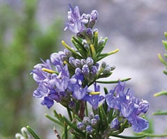 Rosemary Oil