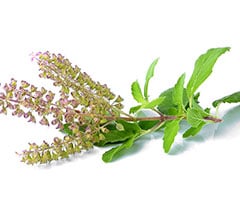 Tulsi Oil