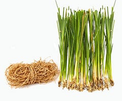 Vetiver Oil