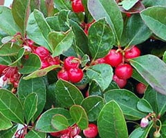 Winter Green Oil